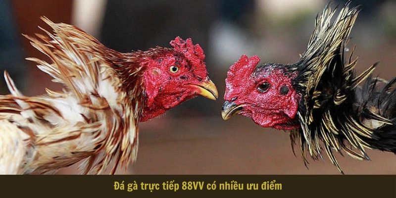 Đá gà trực tiếp 88VV có nhiều ưu điểm